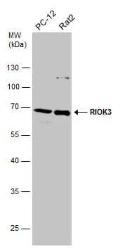 Western Blot RIOK3 Antibody