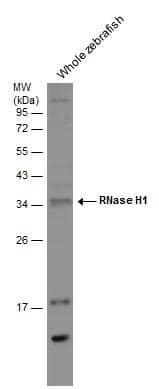 Western Blot RNase H1 Antibody - BSA Free