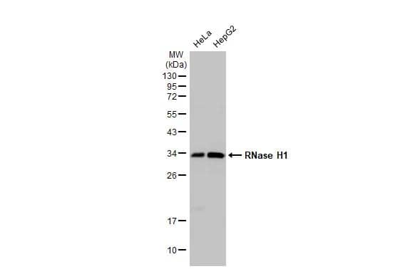 Western Blot RNase H1 Antibody - BSA Free