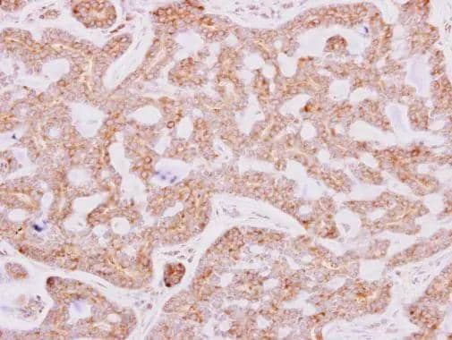 Immunohistochemistry RPL15 Antibody