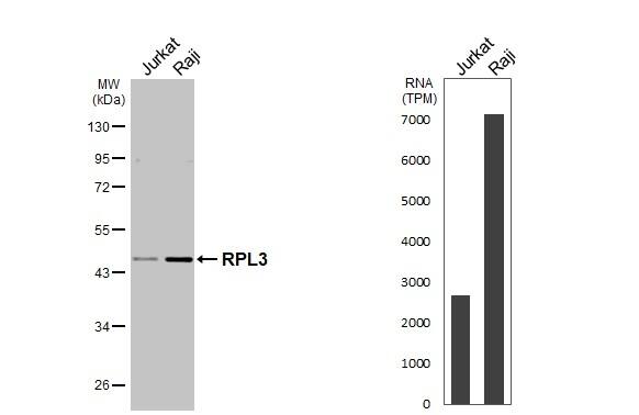 Various whole cell extracts (30 ug) were separated by 10% SDS-PAGE, and the membrane was blotted with RPL3 antibody [N1N3] (NBP2-20213) diluted at 1:1000. The HRP-conjugated anti-rabbit IgG antibody  was used to detect the primary antibody. Corresponding RNA expression data for the same cell lines are based on Human Protein Atlas program. 