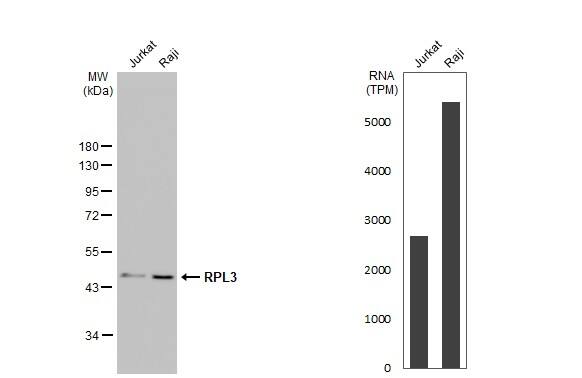 Various whole cell extracts (30 ug) were separated by 10% SDS-PAGE, and the membrane was blotted with RPL3 antibody [N3C3] (NBP2-20214) diluted at 1:1000. The HRP-conjugated anti-rabbit IgG antibody  was used to detect the primary antibody. Corresponding RNA expression data for the same cell lines are based on Human Protein Atlas program. 