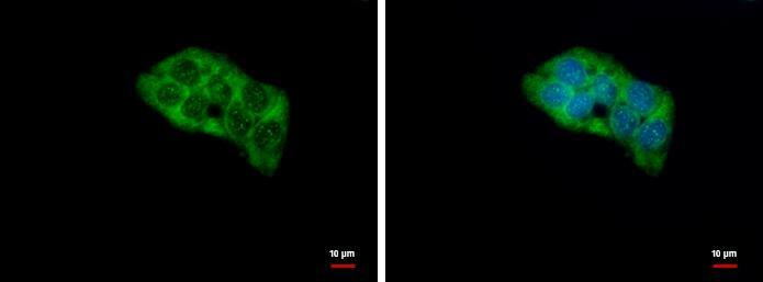 RPL4 antibody detects RPL4 protein at cytoplasm by immunofluorescent analysis.Sample: HepG2 cells were fixed in ice-cold MeOH for 5 min.Green: RPL4 protein stained by RPL4 antibody (NBP2-20215) diluted at 1:500.Blue: Hoechst 33342 staining. 