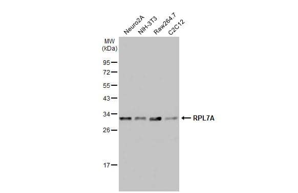 Various whole cell extracts (30 ug) were separated by 12% SDS-PAGE, and the membrane was blotted with RPL7A antibody (NBP2-20217) diluted at 1:3000. The HRP-conjugated anti-rabbit IgG antibody  was used to detect the primary antibody. 