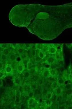 Immunohistochemistry: RPL9 Antibody [NBP2-20219] - Immunohistochemical analysis (whole mount) of zebrafish embryo, using RPL9 antibody (NBP2-20219) at 1:200 dilution.