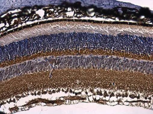 Immunohistochemistry-Paraffin: RPL9 Antibody [NBP2-20219] - RPL9 antibody detects RPL9 protein at retinal pigment epithelium in mouse eye by immunohistochemical analysis. Sample: Paraffin-embedded mouse eye. RPL9 antibody (NBP2-20219) diluted at 1:500.Antigen Retrieval: Citrate buffer, pH 6.0, 15 min