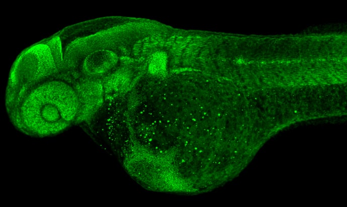 Immunohistochemistry: RPS15 Antibody [NBP2-20223] - RPS15 antibody detects Rps15 protein on zebrafish by whole mount immunohistochemical analysis. Sample: 2 days-post-fertilization zebrafish embryo. RPS15 antibody (NBP2-20223) dilution: 1:100.