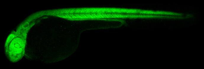 Immunohistochemistry: RPS15 Antibody [NBP2-20223] - RPS15 antibody detects Rps15 protein on zebrafish by whole mount immunohistochemical analysis. Sample: 2 days-post-fertilization zebrafish embryo. RPS15 antibody (NBP2-20223) dilution: 1:100.