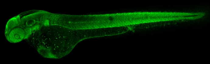 Immunohistochemistry: RPS15 Antibody [NBP2-20223] - RPS15 antibody detects Rps15 protein on zebrafish by whole mount immunohistochemical analysis. Sample: 2 days-post-fertilization zebrafish embryo. RPS15 antibody (NBP2-20223) dilution: 1:100.