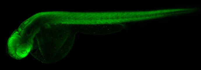 Immunohistochemistry: RPS15 Antibody [NBP2-20223] - RPS15 antibody detects Rps15 protein on zebrafish by whole mount immunohistochemical analysis. Sample: 2 days-post-fertilization zebrafish embryo. RPS15 antibody (NBP2-20223) dilution: 1:100.