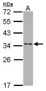 Western Blot: RPS3A Antibody [NBP2-20225] - Sample (30 ug of whole cell lysate)  A: zebrafish eye  12% SDS PAGE  NBP2-20225 diluted at 1:1000 