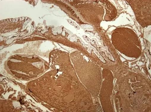Immunohistochemistry: RPS3A Antibody [NBP2-20225] - Immunohistochemical analysis of paraffin-embedded zebrafish tissue, using RPS3A antibody (NBP2-20225) at 1:300 dilution.