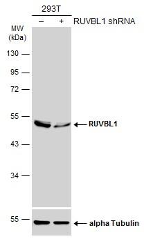 <b>Genetic Strategies Validation. </b>Western Blot: RUVBL1 Antibody [NBP2-20244] - Non-transfected (–) and transfected (+) 293T whole cell extracts (30 ug) were separated by 10% SDS-PAGE, and the membrane was blotted with RUVBL1 antibody  diluted at 1:1000. The HRP-conjugated anti-rabbit IgG antibody  was used to detect the primary antibody.