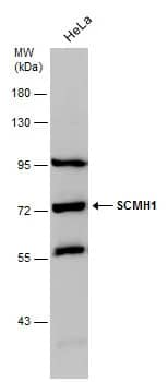 Western Blot: SCMH1 Antibody [NBP2-20269] - Whole cell extract (30 ug) was separated by 7.5% SDS-PAGE, and the membrane was blotted with SCMH1 antibody (NBP2-20269) diluted at 1:1000.