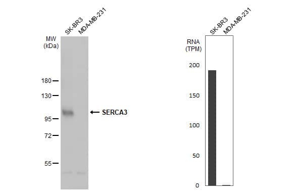 Western Blot SERCA3 ATPase Antibody - BSA Free