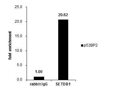 Cross-linked ChIP was performed with HeLa chromatin extract and 5 ug of either control rabbit IgG or anti-SETDB1 antibody. The precipitated DNA was detected by PCR with primer set targeting to P53P2. 