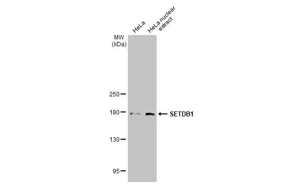 HeLa whole cell and nuclear extract (30 ug) were separated by 5% SDS-PAGE, and the membrane was blotted with SETDB1 antibody [N1], N-term (NBP2-20321) diluted at 1:1000. The HRP-conjugated anti-rabbit IgG antibody  was used to detect the primary antibody. 
