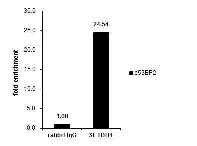Cross-linked ChIP was performed with HeLa chromatin extract and 5 ug of either control rabbit IgG or anti-SETDB1 antibody. The precipitated DNA was detected by PCR with primer set targeting to p53P2. 