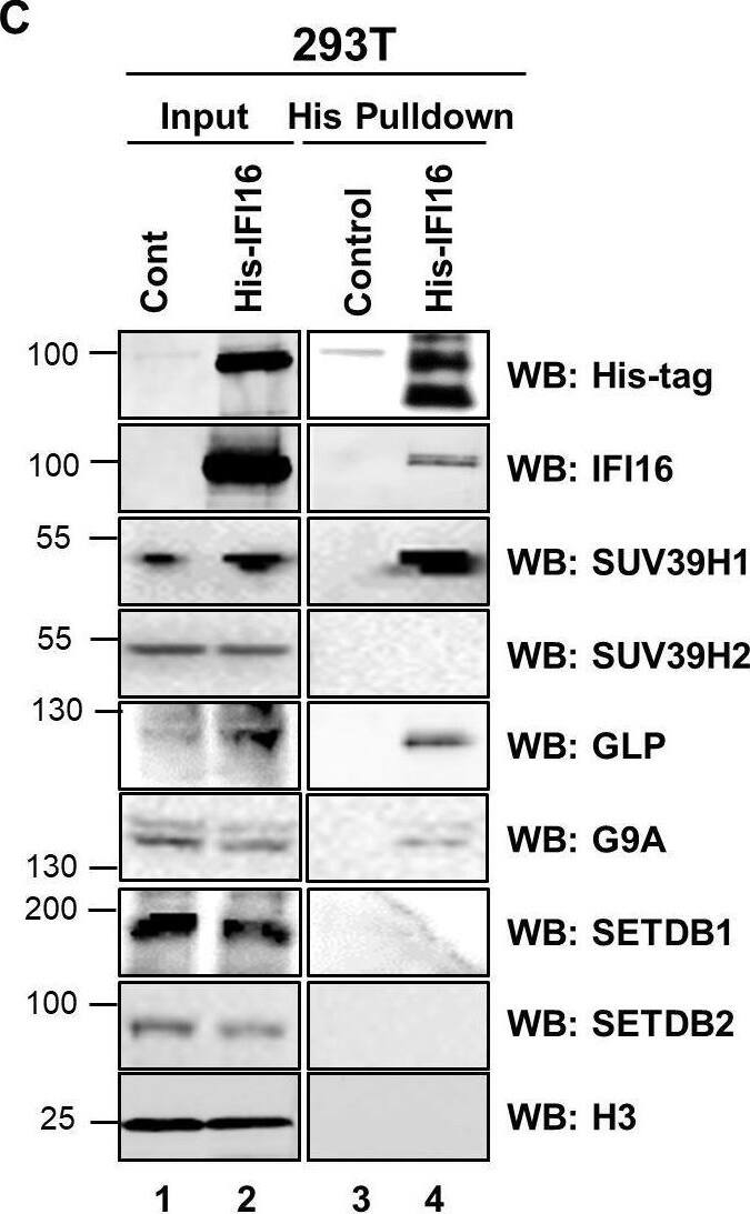 Demonstration of IFI16’s interaction and recruitment of specific H3K9 MTases during de novo KSHV infection.(A) TIME cells either left uninfected or infected with KSHV for 6 or 24 hr were IPed with anti-IFI16 antibodies and western blotted for the indicated proteins. (B) To confirm IFI16’s interaction with H3K9 MTases, TIME cells were infected as in (A) and IPed with antibodies against the MTases and blotted for the corresponding MTase and IFI16. (C) 293 T cells lacking IFI16 transfected with control plasmid or His-IFI16 expressing plasmid for 72 hr were utilized for His-tag pulldown using HisPur cobalt resin. Inputs and elutions were blotted for the indicated proteins. (D) 293 T cells transfected with control plasmid, IFI16 expressing plasmid or LANA expressing plasmid for 72 hr were IPed with anti-IFI16 mAb or LANA mAb. Inputs and elutions were blotted for the indicated proteins. Image collected and cropped by CiteAb from the following open publication (//pubmed.ncbi.nlm.nih.gov/31682228), licensed under a CC-BY license. Not internally tested by Novus Biologicals.