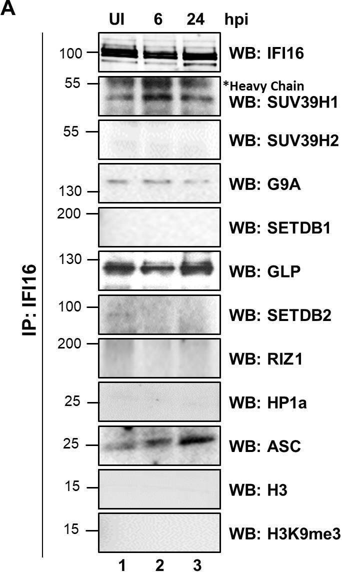 Demonstration of IFI16’s interaction and recruitment of specific H3K9 MTases during de novo KSHV infection.(A) TIME cells either left uninfected or infected with KSHV for 6 or 24 hr were IPed with anti-IFI16 antibodies and western blotted for the indicated proteins. (B) To confirm IFI16’s interaction with H3K9 MTases, TIME cells were infected as in (A) and IPed with antibodies against the MTases and blotted for the corresponding MTase and IFI16. (C) 293 T cells lacking IFI16 transfected with control plasmid or His-IFI16 expressing plasmid for 72 hr were utilized for His-tag pulldown using HisPur cobalt resin. Inputs and elutions were blotted for the indicated proteins. (D) 293 T cells transfected with control plasmid, IFI16 expressing plasmid or LANA expressing plasmid for 72 hr were IPed with anti-IFI16 mAb or LANA mAb. Inputs and elutions were blotted for the indicated proteins. Image collected and cropped by CiteAb from the following open publication (//pubmed.ncbi.nlm.nih.gov/31682228), licensed under a CC-BY license. Not internally tested by Novus Biologicals.