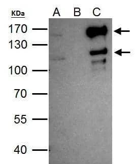 Immunoprecipitation SETDB2 Antibody - BSA Free
