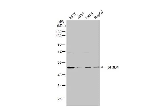 Western Blot: SF3B4 Antibody [NBP2-20326] - Various whole cell extracts (30 ug) were separated by 10% SDS-PAGE, and the membrane was blotted with SF3B4 antibody (NBP2-20326) diluted at 1:1000. The HRP-conjugated anti-rabbit IgG antibody  was used to detect the primary antibody.