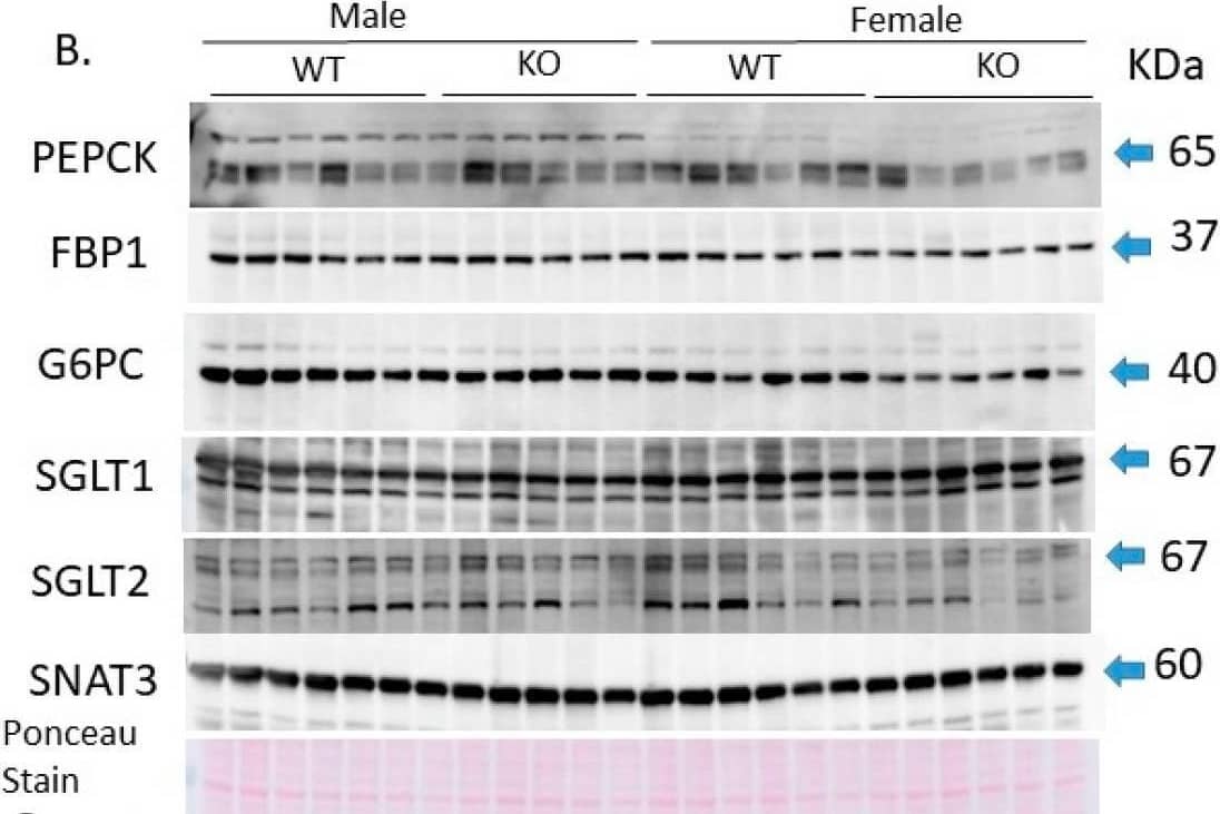 Western Blot SGLT1/SLC5A1 Antibody - Azide Free