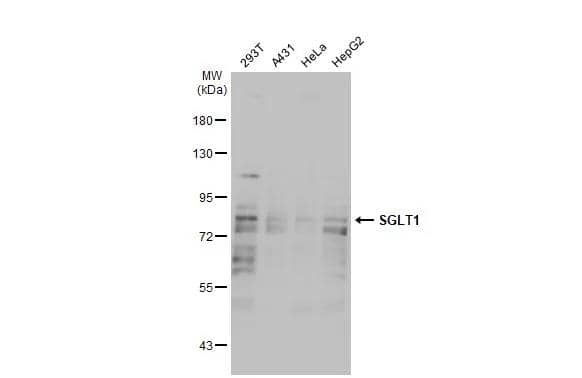 Western Blot SGLT1/SLC5A1 Antibody - Azide Free
