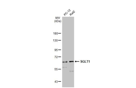 Western Blot SGLT1/SLC5A1 Antibody - Azide Free