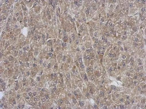 Immunohistochemistry SH3YL1 Antibody - BSA Free