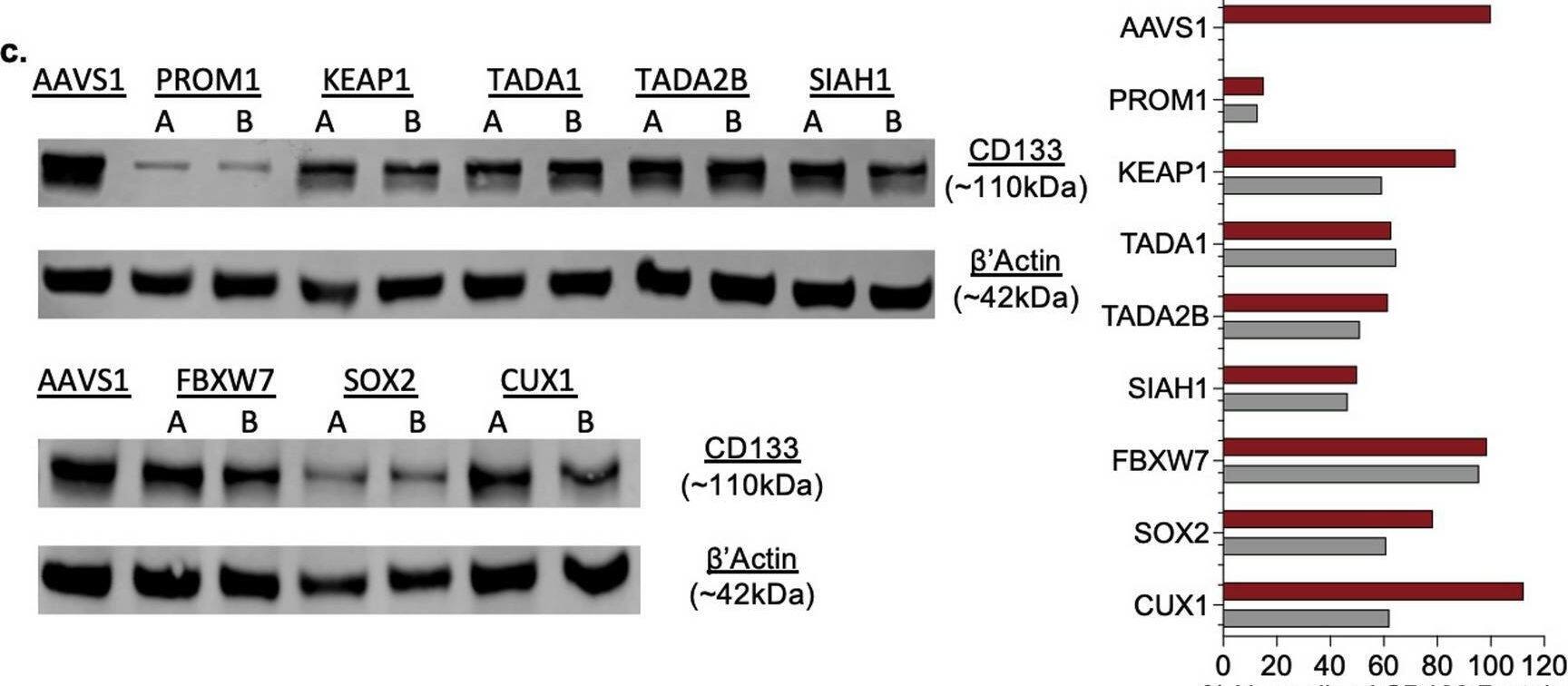 Investigating Functional Role of Hits in CD133 Regulation and Stemness. (a) Characterization of CD133 surface levels in pooled patient derived GSC BT935 samples after knockouts of candidate genes. (b) Measurements of Mean Fluorescence Intensity of CD133 surface levels in pooled patient derived GSC BT935 samples after knockouts of candidate genes. (c) Immunoblot bands of CD133 and beta-actin (loading control) after pooled knockouts of candidate genes in BT935. Protein quantification of normalization (right) to control AAVS1 lane after knockouts of candidate genes. Original blots/gels are presented in Supplementary Fig. 7 and quantifications provided in Supplementary Table 2. (d) Self-renewal capacity readout of GSC BT935 samples after pooled knockouts of candidate genes (n = 9). (e) Proliferative capacity readout of GSC BT935 samples after knockouts of candidate genes (n = 9). All statistical significance analysis was determined using paired t-tests. The p-values of biological processes are represented by; ns (not significant); p < 0.05 (*), p < 0.01 (**), p < 0.001 (***). Image collected and cropped by CiteAb from the following open publication (//pubmed.ncbi.nlm.nih.gov/41102523), licensed under a CC-BY license. Not internally tested by Novus Biologicals.