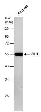 Rat tissue extract (50 ug) was separated by 10% SDS-PAGE, and the membrane was blotted with SIL1 antibody [N1C2] (NBP2-20364) diluted at 1:5000. 