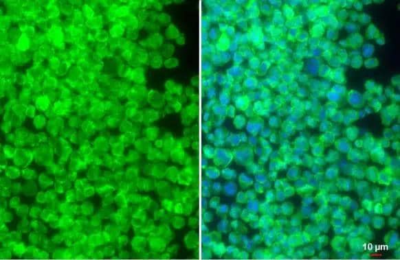 SIRP alpha antibody detects SIRP alpha protein at cell membrane by immunofluorescent analysis.Sample: THP-1 cells were fixed in 4% paraformaldehyde at RT for 15 min.Green: SIRP alpha stained by SIRP alpha antibody (NBP2-20370) diluted at 1:500.Red: alpha Tubulin, a cytoskeleton marker, stained by alpha Tubulin antibody  diluted at 1:1000.Blue: Fluoroshield with DAPI . 