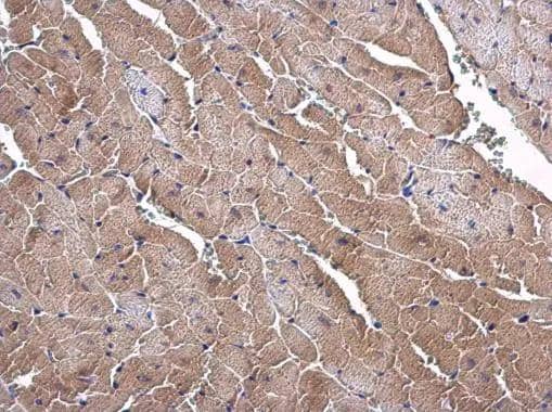 Immunohistochemistry-Paraffin SLC25A15 Antibody - BSA Free