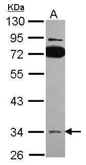 Sample (30 ug of whole cell lysate)  A: A431  10% SDS PAGE  NBP2-20388 diluted at 1:500  