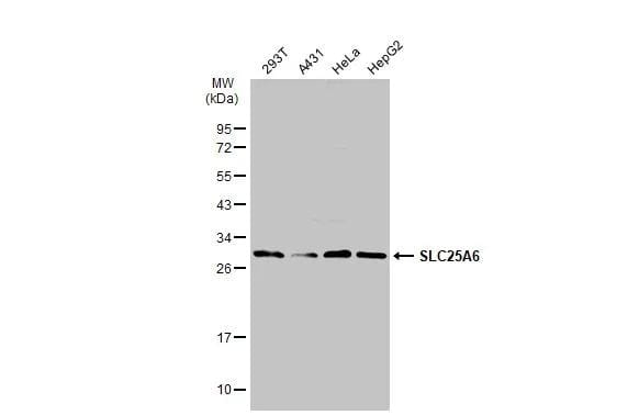 Various whole cell extracts (30 ug) were separated by 12% SDS-PAGE, and the membrane was blotted with SLC25A6 antibody (NBP2-20393) diluted at 1:2000. The HRP-conjugated anti-rabbit IgG antibody  was used to detect the primary antibody. 