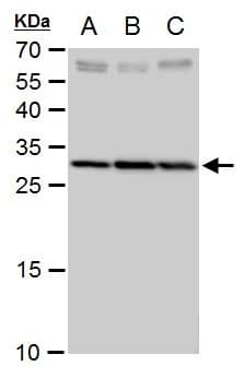 Western Blot: SLC25A6 Antibody [NBP2-20394] - SLC25A6 antibody detects SLC25A6 protein by western blot analysis.A. 30 ug Jurkat whole cell extractB. 30 ug Raji whole cell extractC. 30 ug NCI-H929 whole cell extract12 % SDS-PAGESLC25A6 antibody (NBP2-20394) dilution: 1:500