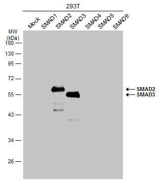 Non-transfected (-) and transfected (+) 293T whole cell extracts (30 ug) were separated by 10% SDS-PAGE, and the membrane was blotted with SMAD2 / SMAD3 antibody (NBP2-20411) diluted at 1:20000. The HRP-conjugated anti-rabbit IgG antibody  was used to detect the primary antibody. 
