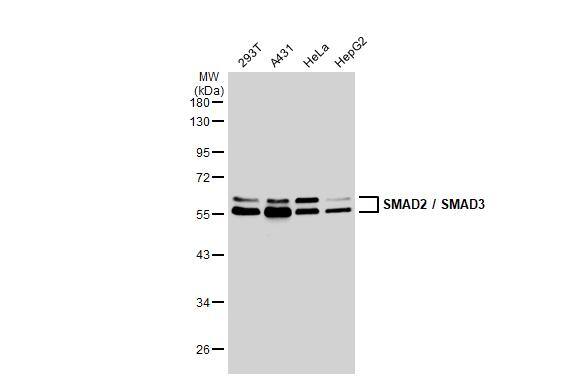 Various whole cell extracts (30 ug) were separated by 10% SDS-PAGE, and the membrane was blotted with SMAD2 / SMAD3 antibody (NBP2-20411) diluted at 1:5000. The HRP-conjugated anti-rabbit IgG antibody  was used to detect the primary antibody. 