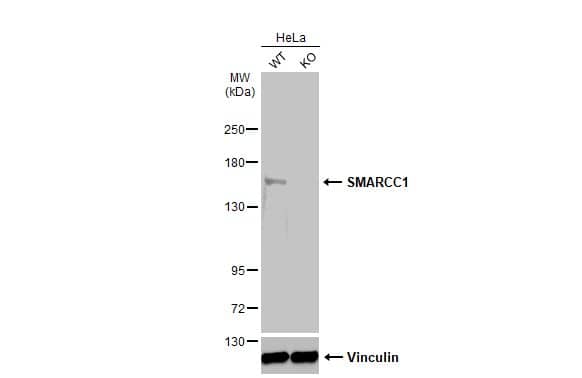 <b>Genetic Strategies Validation. </b>Western Blot: SMARCC1 Antibody [NBP2-20415] - Wild-type (WT) and SMARCC1 knockout (KO) HeLa cell extracts (30 ug) were separated by 5% SDS-PAGE, and the membrane was blotted with SMARCC1 antibody [C2C3], C-term  diluted at 1:4000. The HRP-conjugated anti-rabbit IgG antibody  was used to detect the primary antibody.