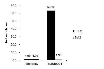 Cross-linked ChIP was performed with MF-7 chromatin extract treated with B-estradiol (10 nM for 45 min) and 5 ug of either control rabbit IgG or anti-SMARCC1 antibody. The precipitated DNA was detected by PCR with primer set targeting to ESR1 or Sat2. 
