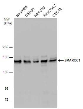 Various whole cell extracts (30 ug) were separated by 5% SDS-PAGE, and the membrane was blotted with SMARCC1 antibody [C2C3], C-term (NBP2-20415) diluted at 1:1000. The HRP-conjugated anti-rabbit IgG antibody  was used to detect the primary antibody. 