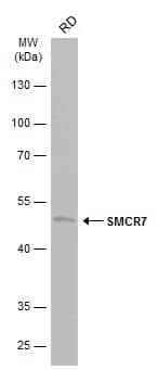 Western Blot SMCR7 Antibody - BSA Free