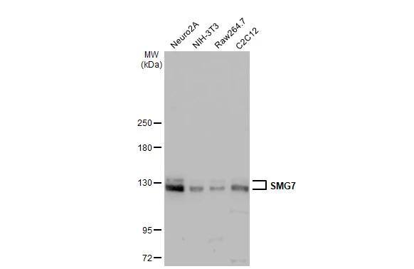 Western Blot SMG7 Antibody