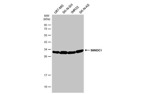 Western Blot SMNDC1 Antibody - BSA Free