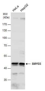 Western Blot SMYD3 Antibody