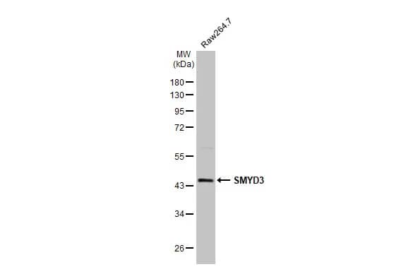 Western Blot: SMYD3 Antibody [NBP2-20430] - Whole cell extract (30 ug) was separated by 10% SDS-PAGE, and the membrane was blotted with SMYD3 antibody (NBP2-20430) diluted at 1:1000. The HRP-conjugated anti-rabbit IgG antibody  was used to detect the primary antibody.