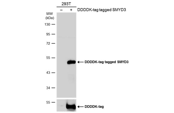 Western Blot: SMYD3 Antibody [NBP2-20432] - Non-transfected (-) and transfected (+) 293T whole cell extracts (30 ug) were separated by 10% SDS-PAGE, and the membrane was blotted with SMYD3 antibody (NBP2-20432) diluted at 1:1000. The HRP-conjugated anti-rabbit IgG antibody  was used to detect the primary antibody.