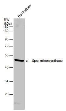 Western Blot Spermine synthase Antibody - BSA Free