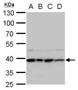STRAP antibody [N1C3] detects STRAP protein by western blot analysis.A. 30 ug 293T whole cell lysate/extract B. 30 ug A431 whole cell lysate/extract C. 30 ug HeLa whole cell lysate/extract D. 30 ug HepG2 whole cell lysate/extract10% SDS-PAGESTRAP antibody [N1C3] (NBP2-20521) dilution: 1:1000 The HRP-conjugated anti-rabbit IgG antibody  was used to detect the primary antibody. 